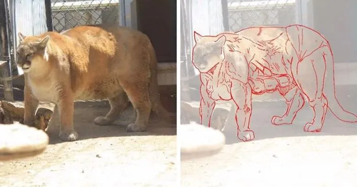 10 Times People Thought They Were Seeing Buff Animals, But They Were Optical Illusions