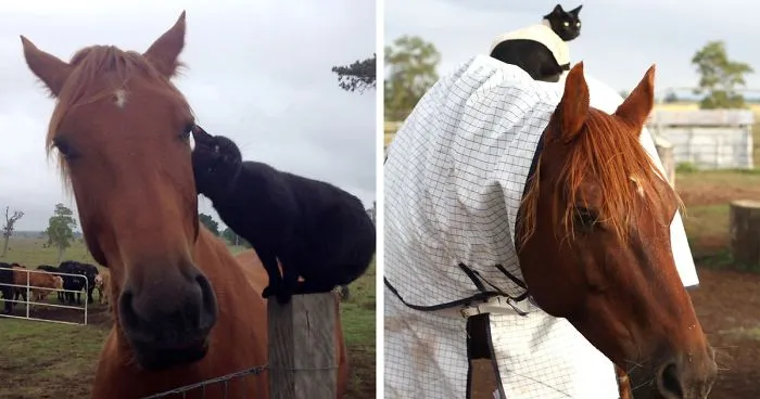 Here Are 22 Pics Of My Cat And Horse Who Have Been Inseparable Friends For The Last 6 Years
