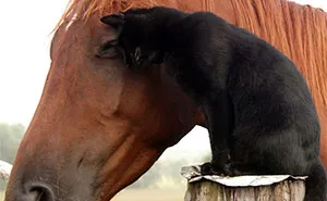Here Are 22 Pics Of My Cat And Horse Who Have Been Inseparable Friends For The Last 6 Years