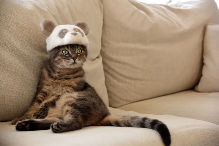 Estos gatos tienen una gran colección de gorritos hechos con el pelaje que sueltan