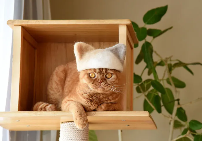 Estos gatos tienen una gran colección de gorritos hechos con el pelaje que sueltan