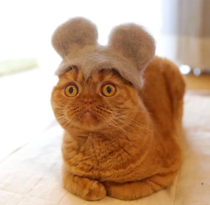 Estos gatos tienen una gran colección de gorritos hechos con el pelaje que sueltan