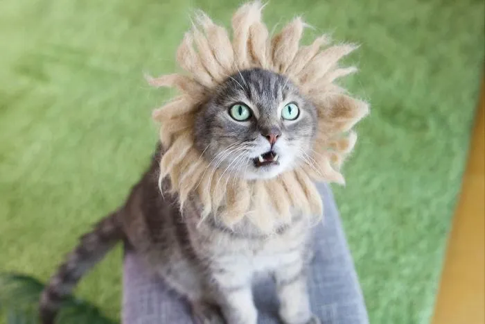 Estos gatos tienen una gran colección de gorritos hechos con el pelaje que sueltan