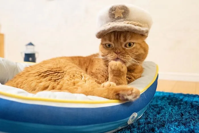 Estos gatos tienen una gran colección de gorritos hechos con el pelaje que sueltan