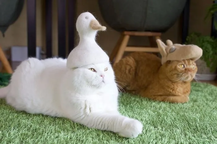 Estos gatos tienen una gran colección de gorritos hechos con el pelaje que sueltan