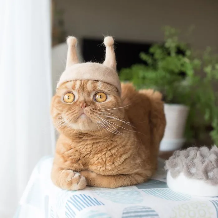 Estos gatos tienen una gran colección de gorritos hechos con el pelaje que sueltan