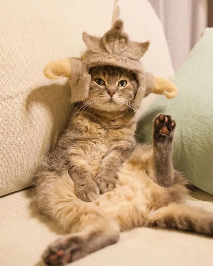 Estos gatos tienen una gran colección de gorritos hechos con el pelaje que sueltan