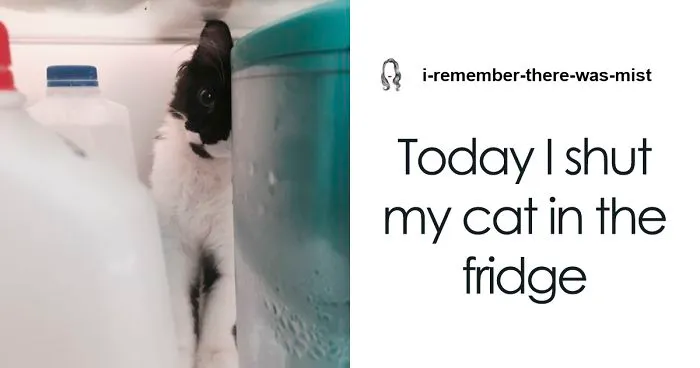 Owner Accidentally Locks Her Cat In The Fridge, Cat Acts Like Nothing Happened When Found Moments Later