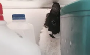 Owner Accidentally Locks Her Cat In The Fridge, Cat Acts Like Nothing Happened When Found Moments Later