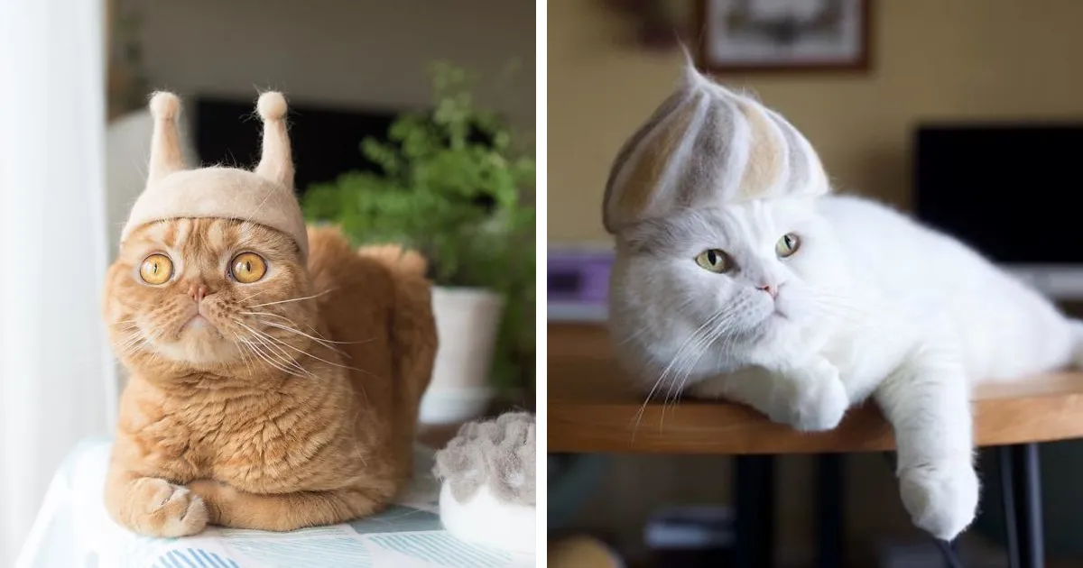 Estos gatos tienen una gran colección de gorritos hechos con el pelaje que sueltan