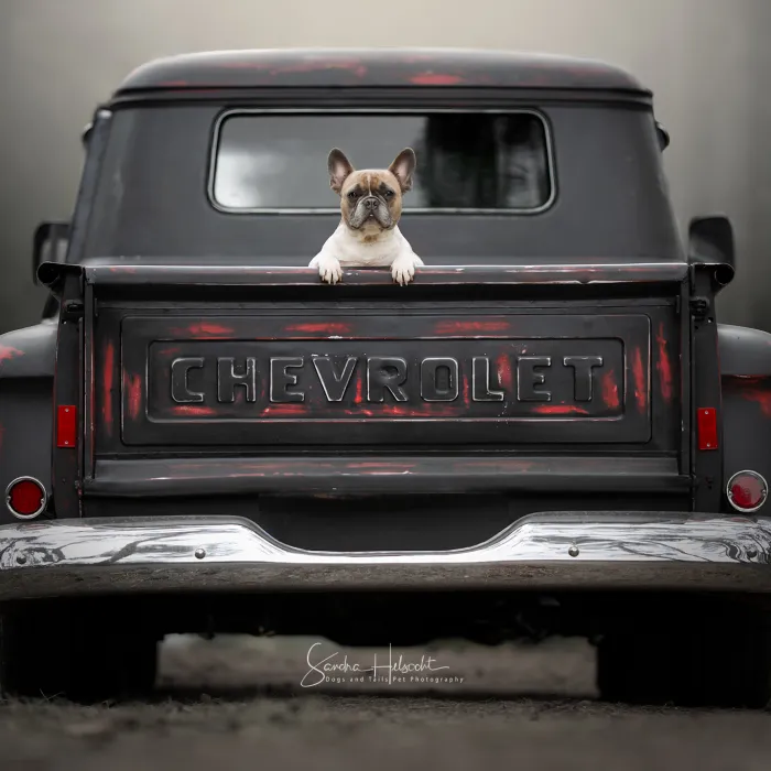Dog Owners Are Buying Vintage Cars For Their Lazy Pets And I'm Getting To Photograph Them