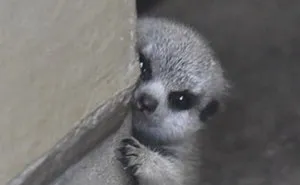 Japanese Photographer Captures A Shy-At-First Baby Meerkat And Its Family In 23 Pics