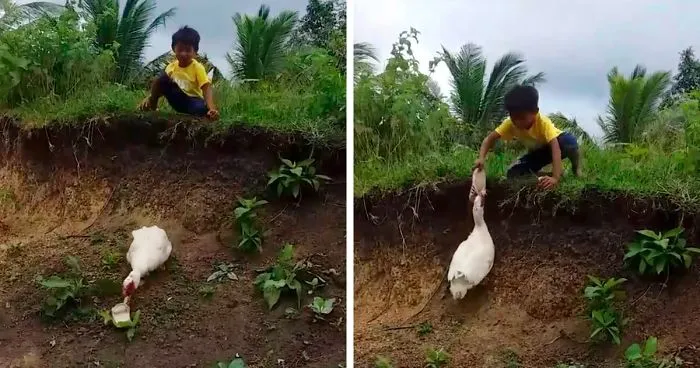 Little Boy's Slipper Falls Down A Hill, Kind Duck Retrieves It