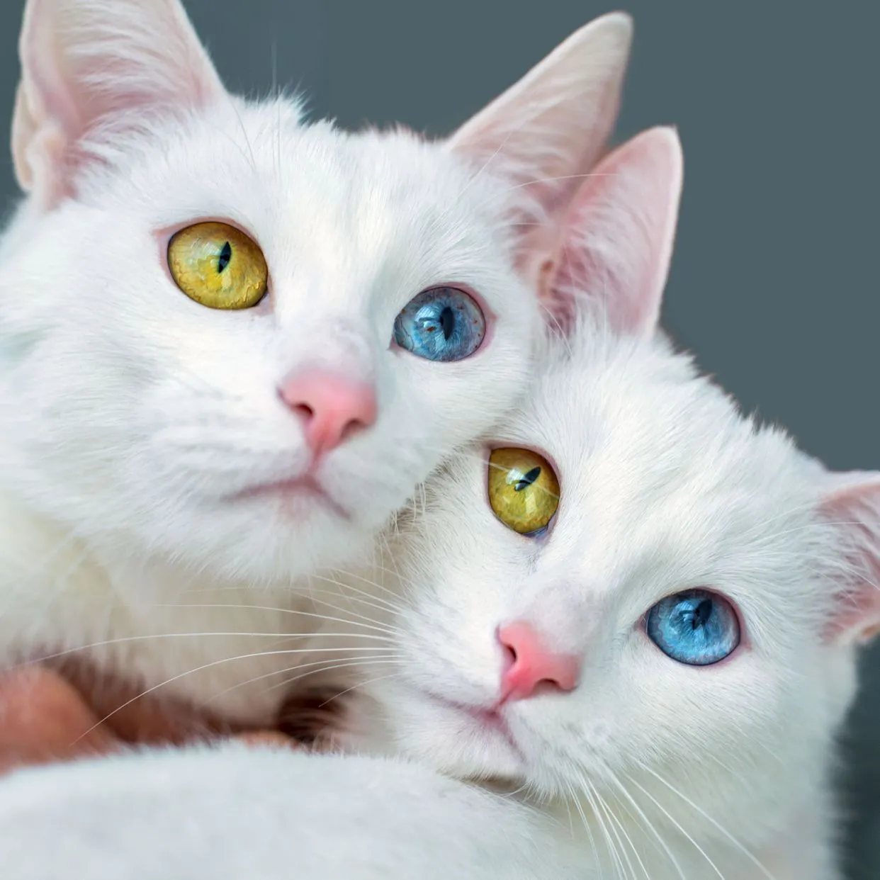Adorable Twin Cats Showcase Their Fascinating Eye Colors