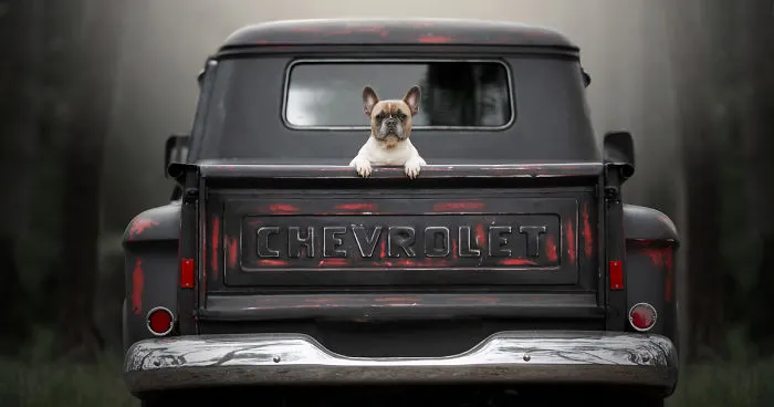 Dog Owners Are Buying Vintage Cars For Their Lazy Pets And I'm Getting To Photograph Them