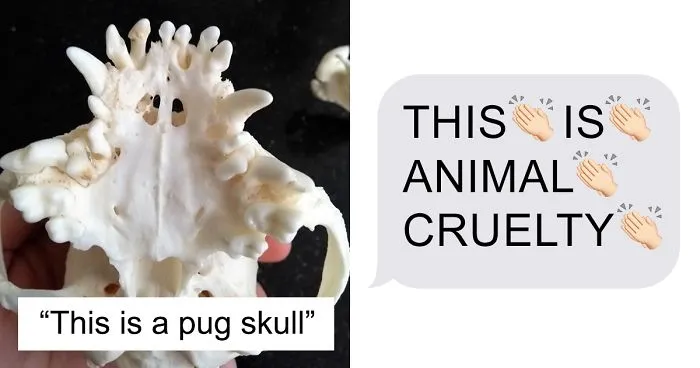 Guy Wants To Get A Purebred Pug, His Friend Tries To Prove Why It's Animal Cruelty With Skull Comparison