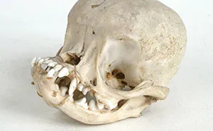 Guy Wants To Get A Purebred Pug, His Friend Tries To Prove Why It's Animal Cruelty With Skull Comparison