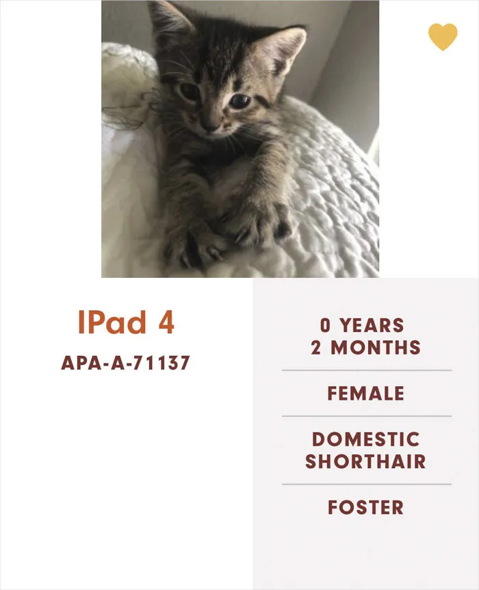 Someone Notices The Staff At This Animal Shelter Is Giving Rescue Cats The Most Epic Names