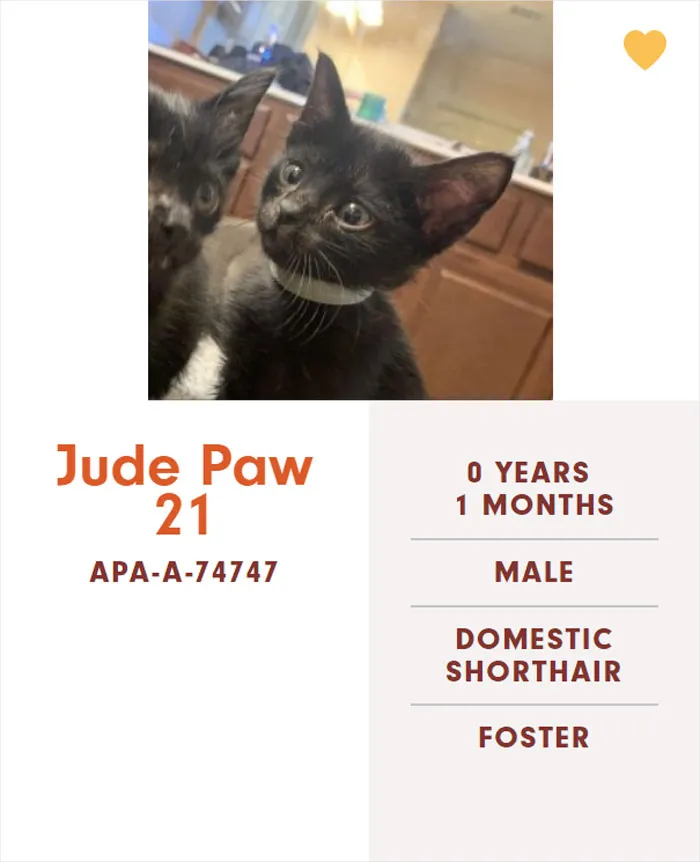 Someone Notices The Staff At This Animal Shelter Is Giving Rescue Cats The Most Epic Names