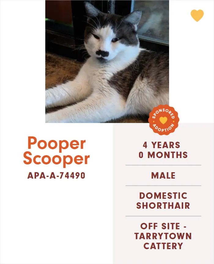 Someone Notices The Staff At This Animal Shelter Is Giving Rescue Cats The Most Epic Names