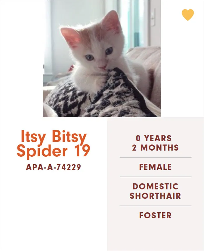 Someone Notices The Staff At This Animal Shelter Is Giving Rescue Cats The Most Epic Names