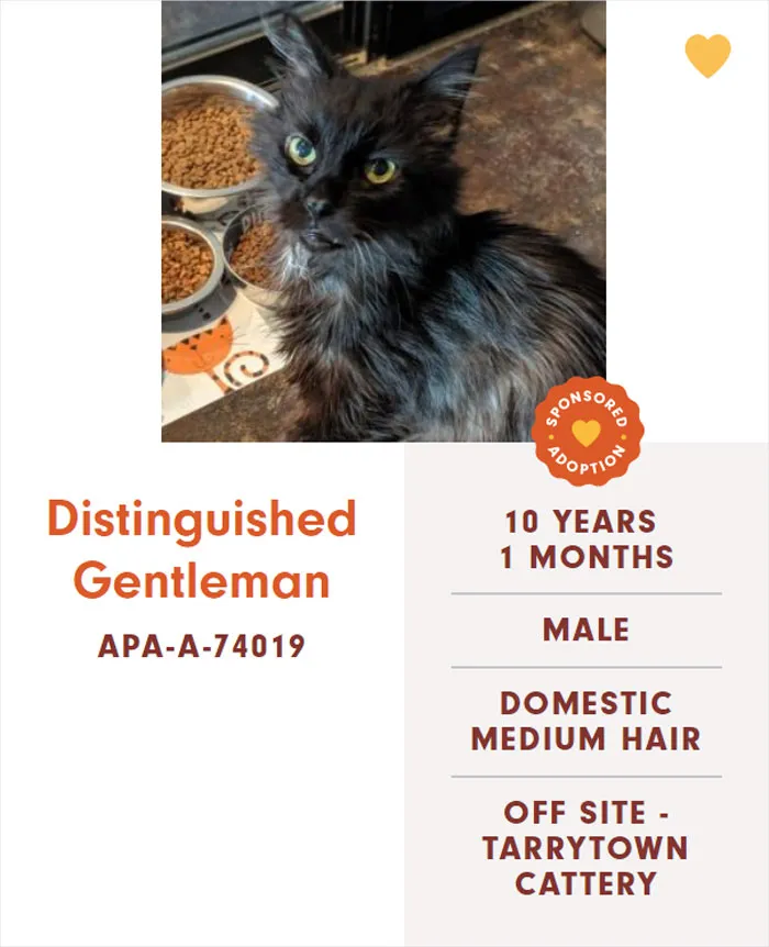 Someone Notices The Staff At This Animal Shelter Is Giving Rescue Cats The Most Epic Names
