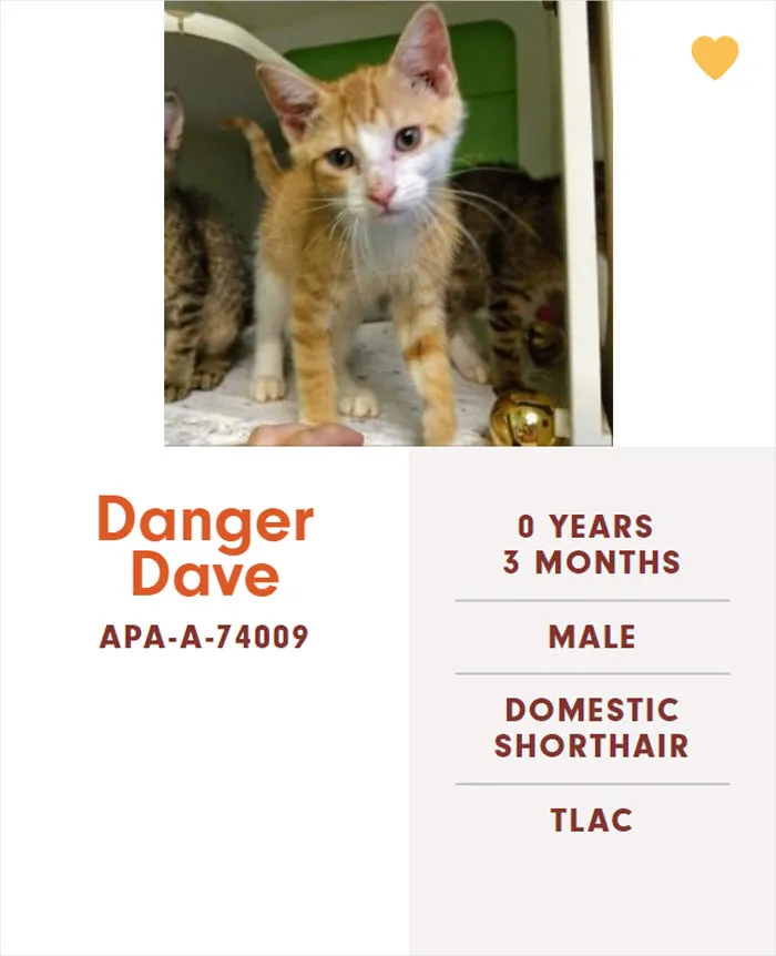 Someone Notices The Staff At This Animal Shelter Is Giving Rescue Cats The Most Epic Names