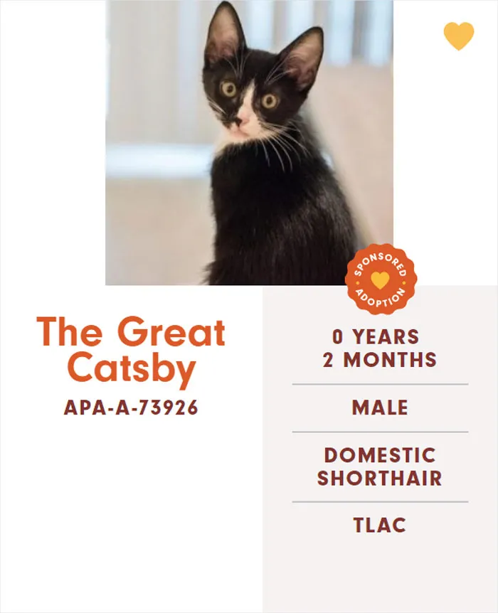 Someone Notices The Staff At This Animal Shelter Is Giving Rescue Cats The Most Epic Names