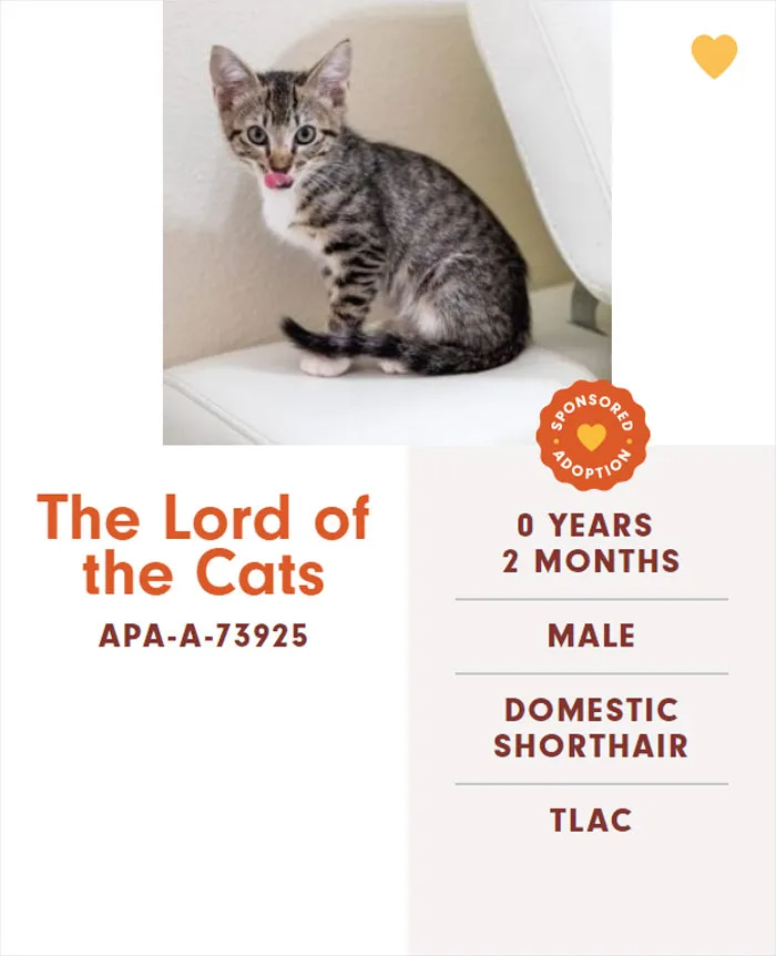 Someone Notices The Staff At This Animal Shelter Is Giving Rescue Cats The Most Epic Names