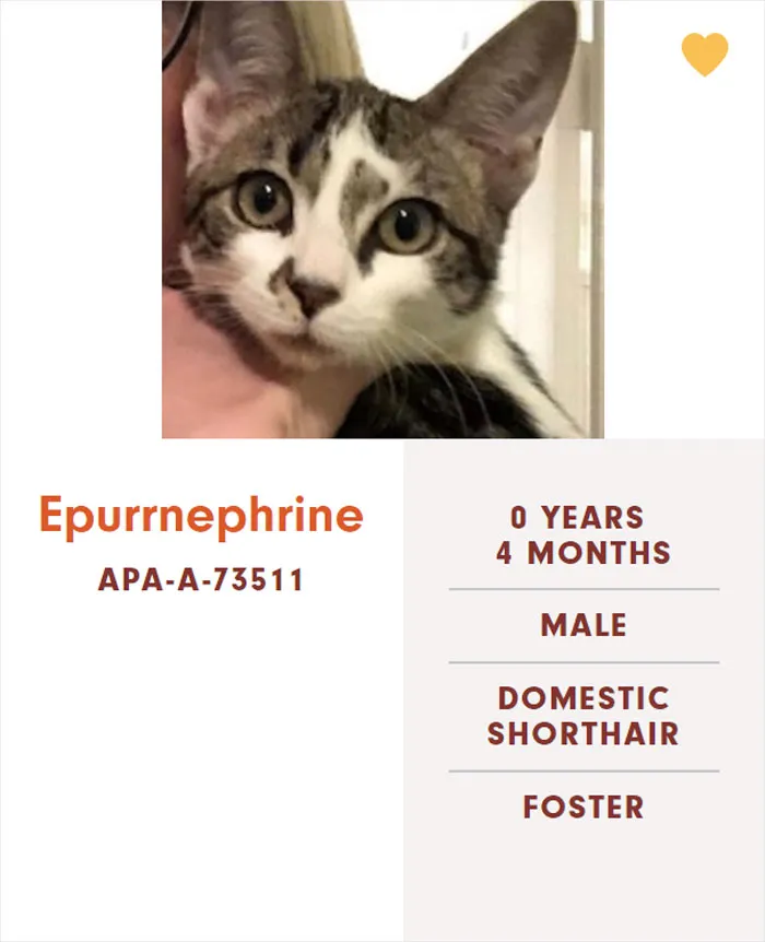Someone Notices The Staff At This Animal Shelter Is Giving Rescue Cats The Most Epic Names