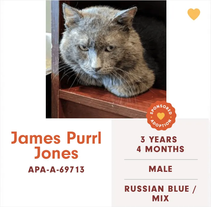 Someone Notices The Staff At This Animal Shelter Is Giving Rescue Cats The Most Epic Names