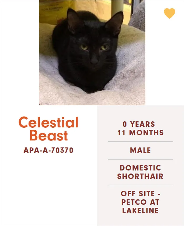 Someone Notices The Staff At This Animal Shelter Is Giving Rescue Cats The Most Epic Names