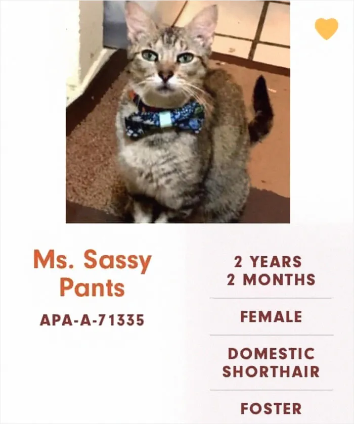 Someone Notices The Staff At This Animal Shelter Is Giving Rescue Cats The Most Epic Names