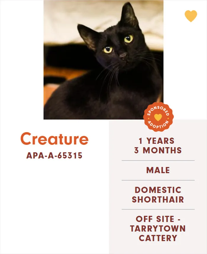 Someone Notices The Staff At This Animal Shelter Is Giving Rescue Cats The Most Epic Names