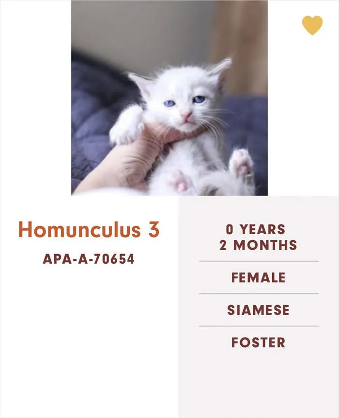 Someone Notices The Staff At This Animal Shelter Is Giving Rescue Cats The Most Epic Names