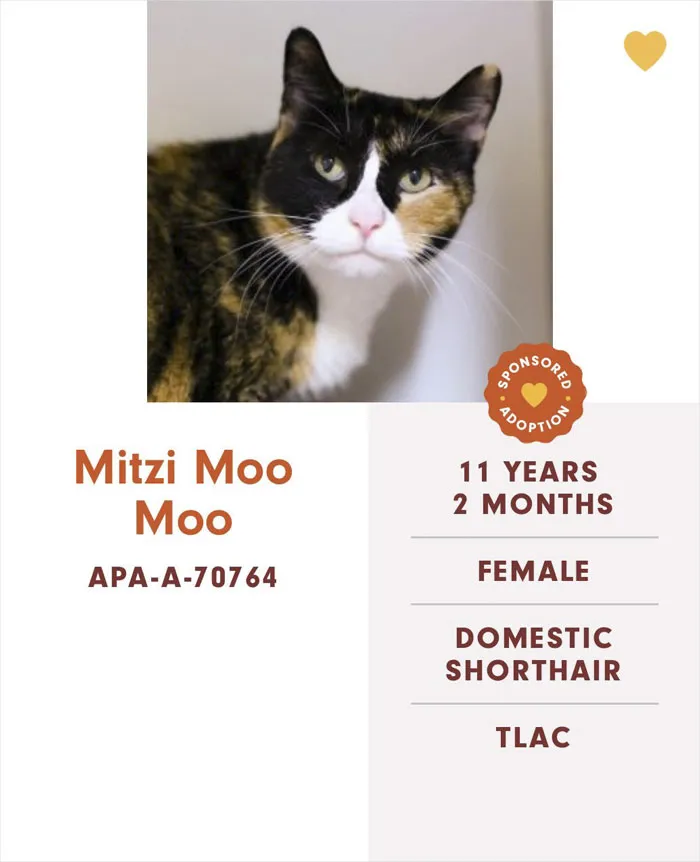 Someone Notices The Staff At This Animal Shelter Is Giving Rescue Cats The Most Epic Names