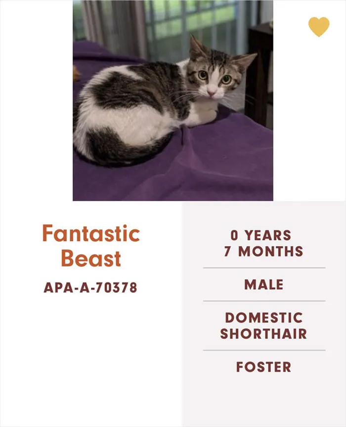 Someone Notices The Staff At This Animal Shelter Is Giving Rescue Cats The Most Epic Names