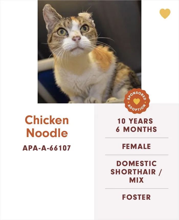 Someone Notices The Staff At This Animal Shelter Is Giving Rescue Cats The Most Epic Names