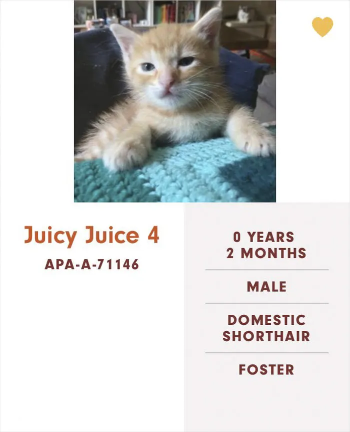 Someone Notices The Staff At This Animal Shelter Is Giving Rescue Cats The Most Epic Names