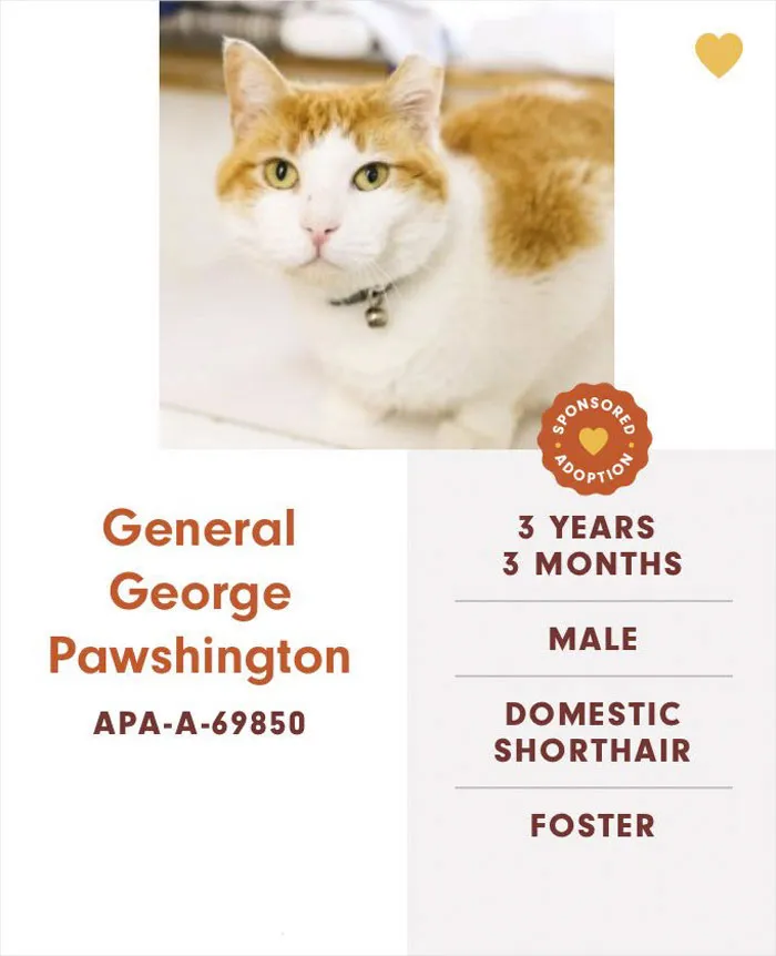 Someone Notices The Staff At This Animal Shelter Is Giving Rescue Cats The Most Epic Names