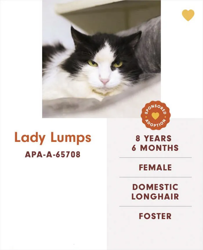 Someone Notices The Staff At This Animal Shelter Is Giving Rescue Cats The Most Epic Names