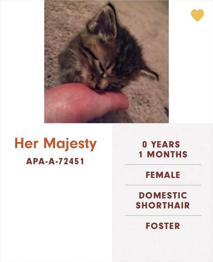 Someone Notices The Staff At This Animal Shelter Is Giving Rescue Cats The Most Epic Names