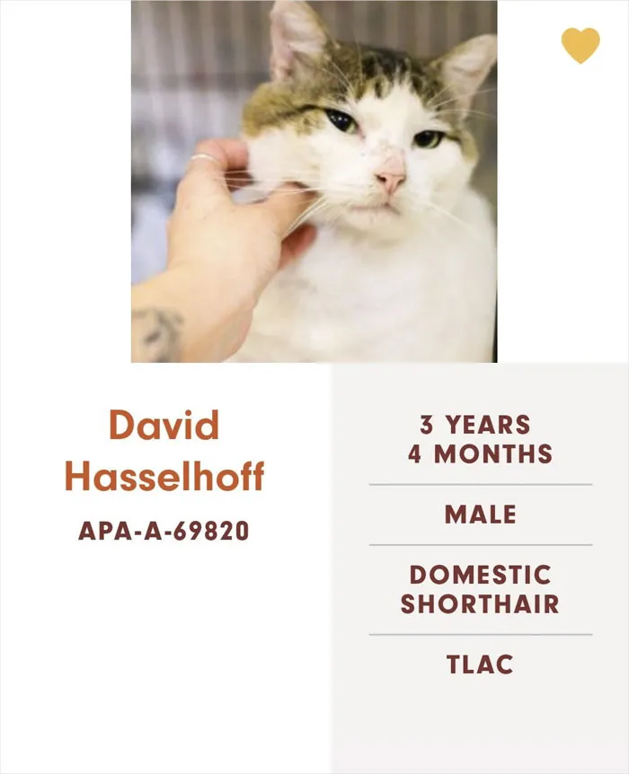 Someone Notices The Staff At This Animal Shelter Is Giving Rescue Cats The Most Epic Names