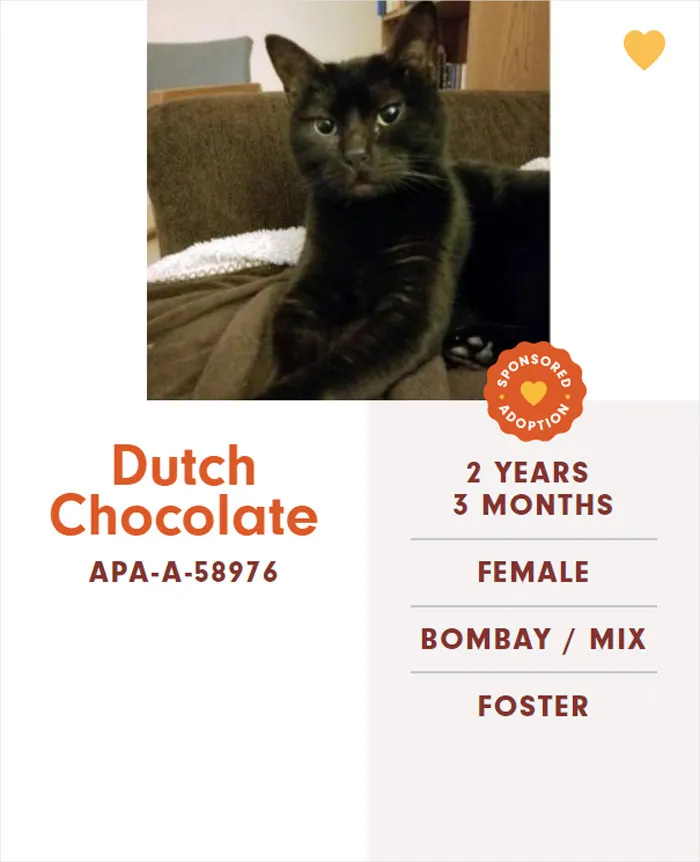 Someone Notices The Staff At This Animal Shelter Is Giving Rescue Cats The Most Epic Names
