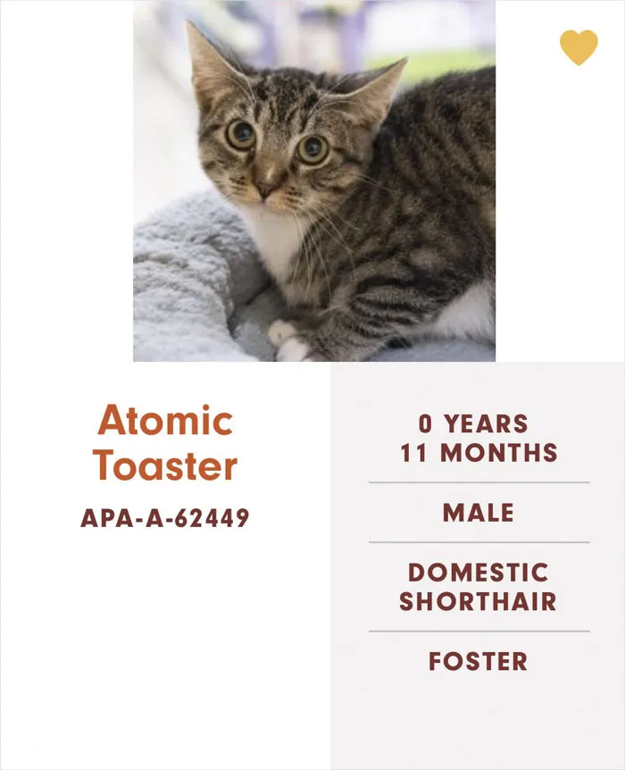 Someone Notices The Staff At This Animal Shelter Is Giving Rescue Cats The Most Epic Names