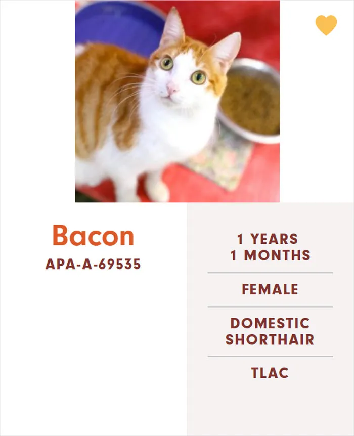 Someone Notices The Staff At This Animal Shelter Is Giving Rescue Cats The Most Epic Names