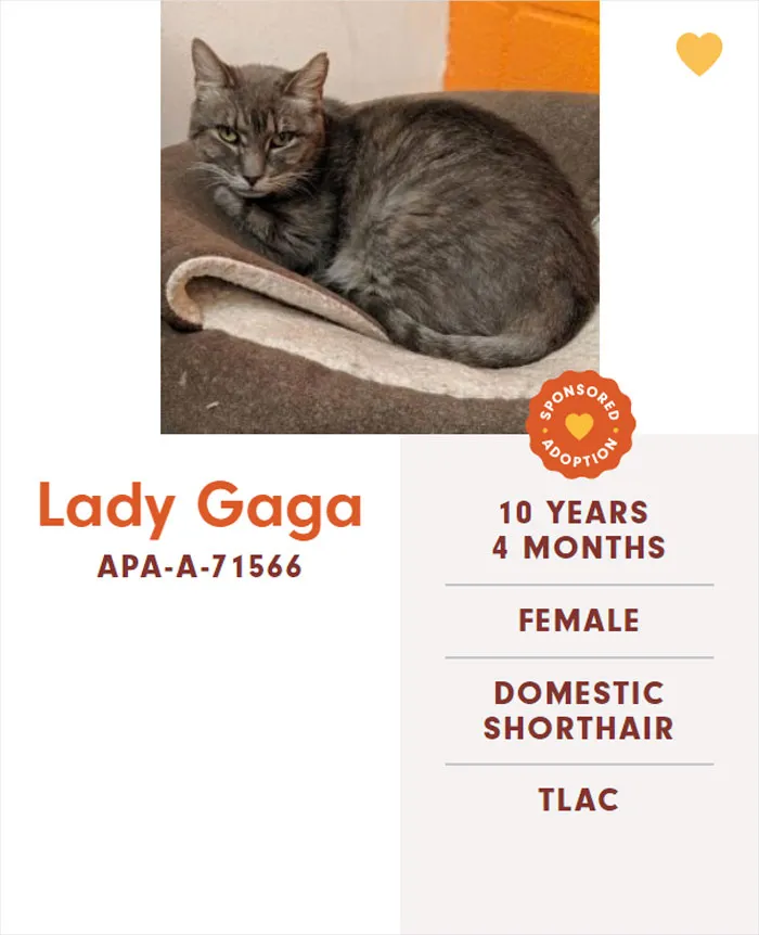 Someone Notices The Staff At This Animal Shelter Is Giving Rescue Cats The Most Epic Names