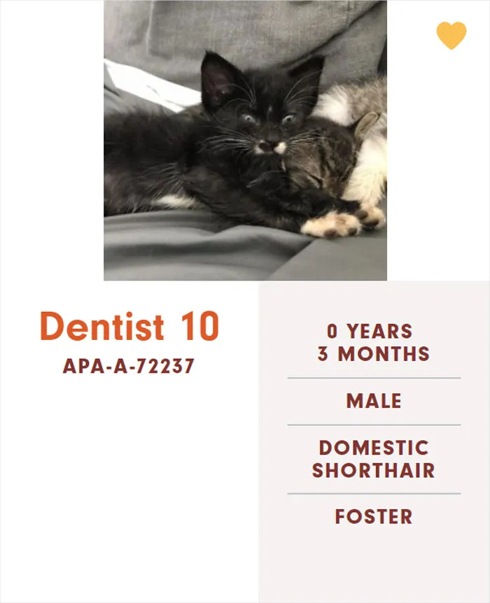 Someone Notices The Staff At This Animal Shelter Is Giving Rescue Cats The Most Epic Names