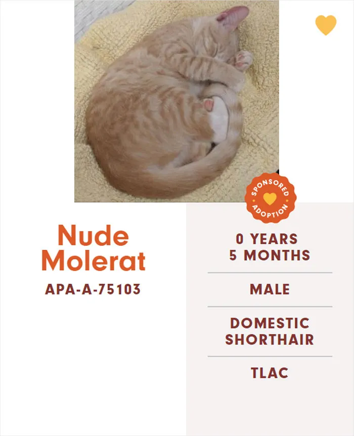 Someone Notices The Staff At This Animal Shelter Is Giving Rescue Cats The Most Epic Names