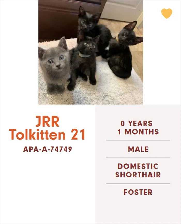 Someone Notices The Staff At This Animal Shelter Is Giving Rescue Cats The Most Epic Names